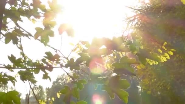 Una Vista Ipnotizzante Del Sole Che Splende Luminoso Bagliore Del — Video Stock