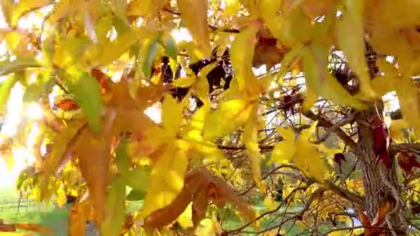 Красиві Жовті Листя Дерева Тече Вітром Сонцем Сяє Між Ними — стокове відео