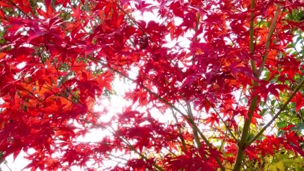 Beautiful Red Green Autumn Leaves Sun Shining Right Them Tenerife — Stock Video