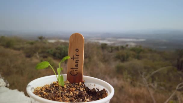Koriander Oder Koriander Auf Spanisch Eine Aromatische Mediterrane Pflanze Aus — Stockvideo