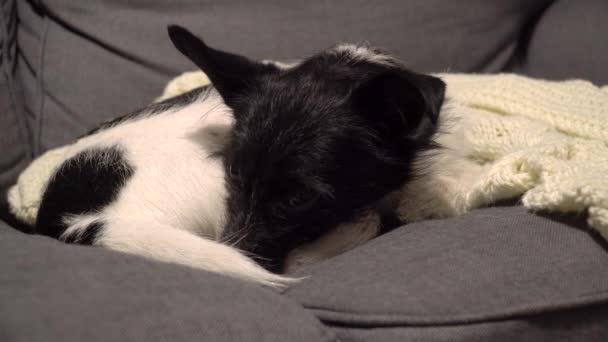 Dog Black White Fur Wags Its Tail While Lying Sofa — Stock Video