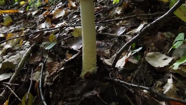 Champignon Amanita Muscaria Tabouret Crapaud Taches Blanches Dans Forêt Automne — Video