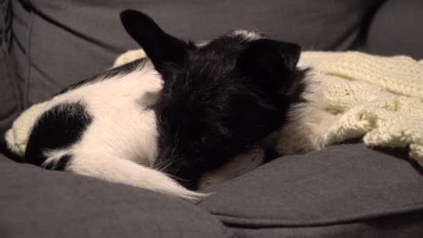 Собака Черно Белым Мехом Отдыхает Диване Сладкая Дворняжка Лежит Сером — стоковое видео