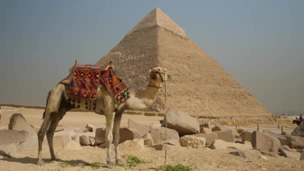 Верблюд Стоїть Перед Стародавньою Пірамідою Гарячому Сонячному Світлі Пустелі Ерозія — стокове відео