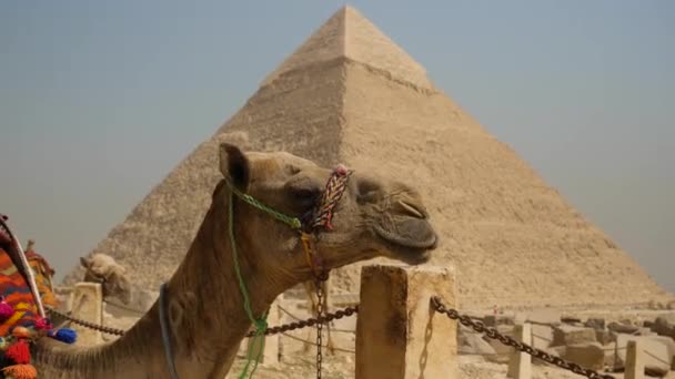 Vista Cerca Cara Camello Pie Frente Famosa Pirámide Cerca Cairo — Vídeo de stock