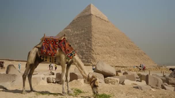Chameau Debout Devant Une Grande Pyramide Manger Construction Architecturale Géante — Video