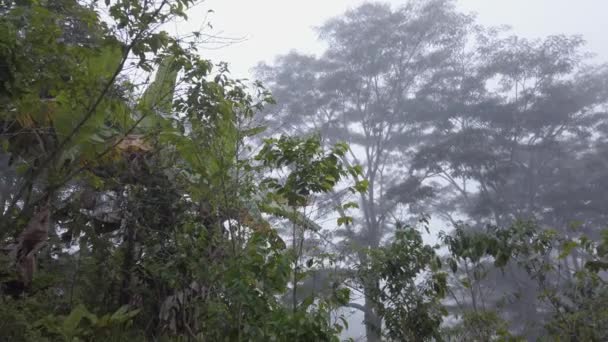 Rano Wracam Dżungli Papui — Wideo stockowe
