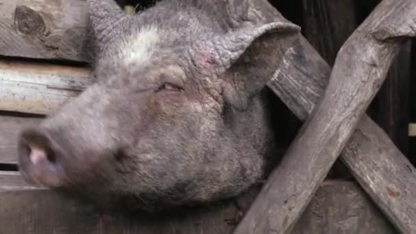 Acercamiento Cerdo Establo — Vídeo de stock