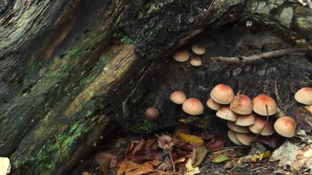 Houby Rostoucí Pokáceném Kmeni Stromu Podzimním Lese — Stock video