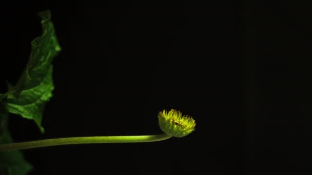 Gerbera Daisy Grandir Fleurir Des Séquences Verticales — Video