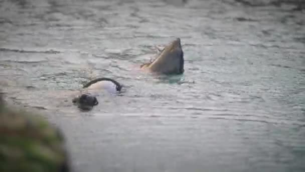 Два Игривых Детеныша Тюленя Плавающие Вокруг Засовывая Головы Над Водой — стоковое видео