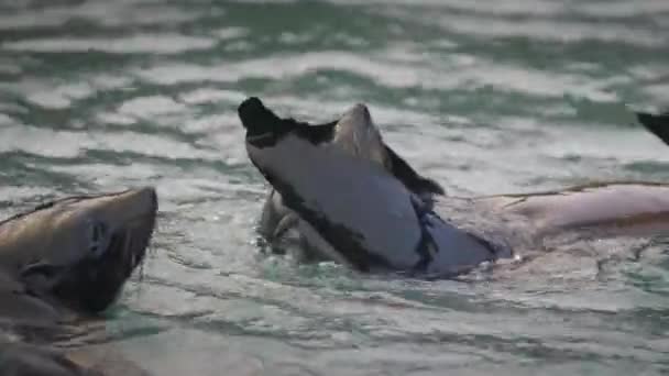 Baby Bont Zeehond Zwemmen Het Oppervlak Naast Een Andere Baby — Stockvideo