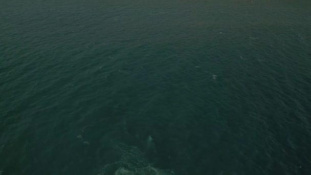 Aerial Footage Humpback Whale Jumping Out Water — Stock Video