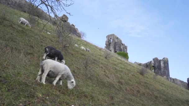 Corfestle Dorset England Aralık 2019 Corfe Aynı Adı Taşıyan Harabe — Stok video