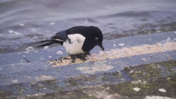 Cheddar Somerset England December 2019 Närbild Eurasiska Skatan Fågel Utfodring — Stockvideo