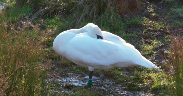 Een Slapende Zwaan Late Winternamiddag — Stockvideo