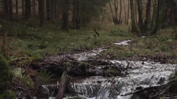 Lutning Skott Liten Bäck Som Löper Mossa Täckt Mark — Stockvideo