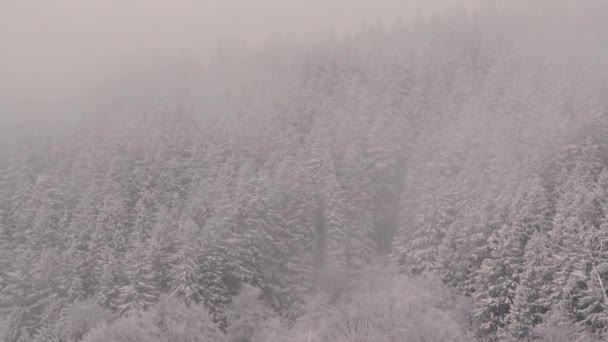 Snow Covered Spruce Trees Shake Foggy Clouds — Stock Video