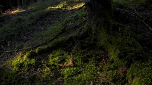 Tilt Shot Sunshine Moss Covered Tree Stump — Stock Video