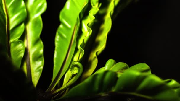 Asplenium Nidus Cobra Birds Nest Fern Fronds Unfurling — стоковое видео