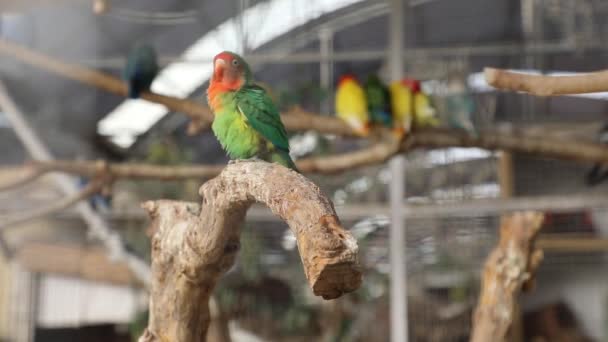 Schöner Grüner Papagei Sitzt Auf Einem Ast Bevor Die Obere — Stockvideo