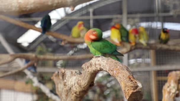 Lovebird Verde Vermelho Colorido Empoleirado Galho Árvore Mais Pássaros Fundo — Vídeo de Stock