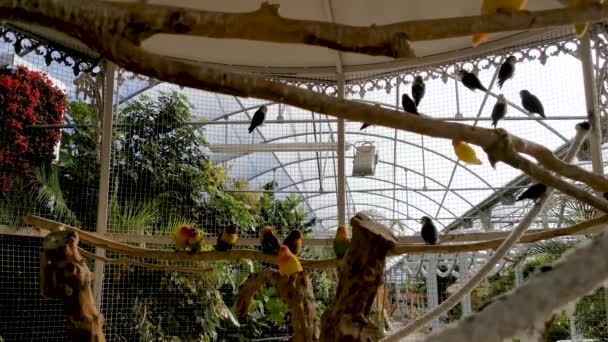 Groupe Tourtereaux Colorés Perroquets Dans Une Grande Cage Zoo — Video
