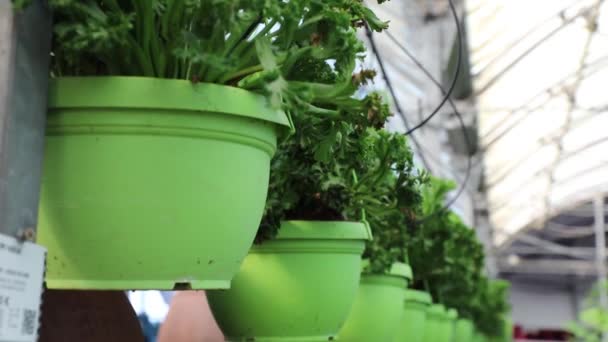 Pots Plantes Vertes Suspendus Serre Pots Identiques Dans Une Rangée — Video