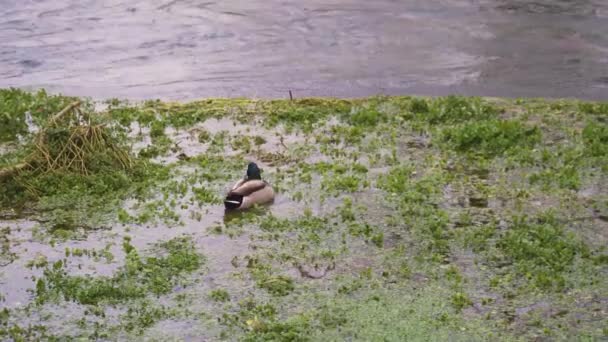 Μερικές Όμορφες Πάπιες Εξερευνούν Κάποια Ζιζάνια Στη Μέση Του Ποταμού — Αρχείο Βίντεο
