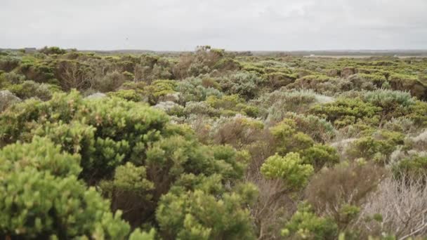 Australiska Buskmarker Utanför Victoria Nära Melbourne Grön Buske — Stockvideo