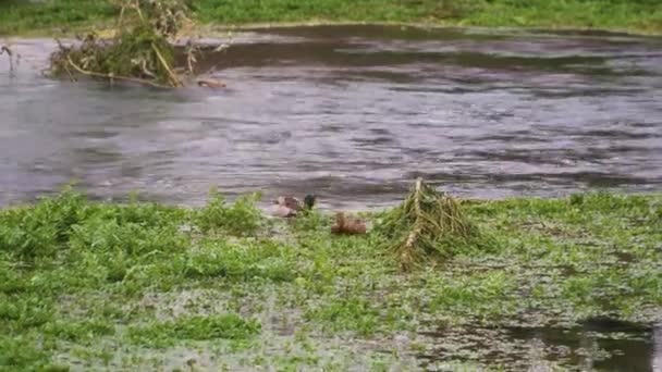 Alcune Belle Anatre Esplorare Alcune Erbacce Nel Mezzo Del Fiume — Video Stock