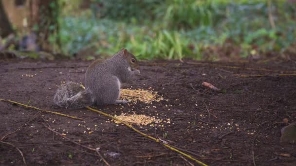 Taunton Somerset Reino Unido Esquilo Bonito Que Tem Alguma Comida — Vídeo de Stock