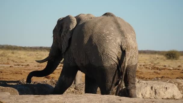 Dramatisk Scen Bull Elefant Djupa Vattenhål Sparkar Vatten Upprepade Gånger — Stockvideo