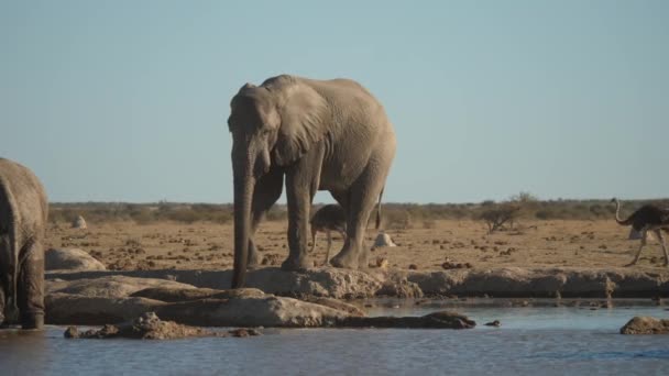 Side View Elephant Drinks River Using Trunk Ostriches Jackal Walk — Stock Video