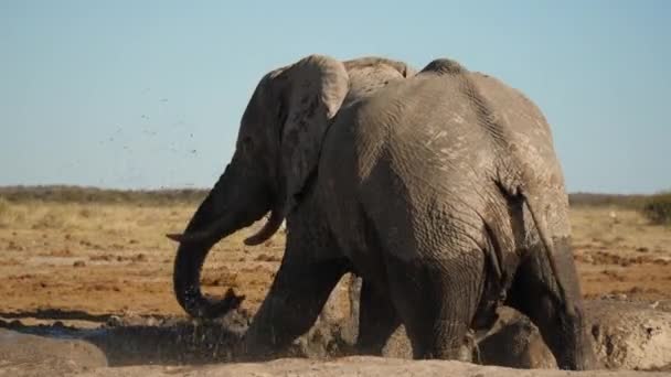 Bull Elephant Muddy Waterhole Kicks Water Swinging Front Leg Sprays — Stock Video