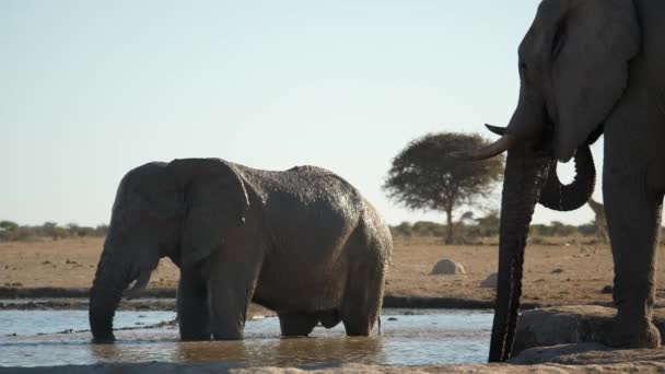 水坑里的牛象用树干洗了个新鲜的泥浴 另外两只站在岸边喝着前卫饮料 晴朗的蓝天 Nxai Pan国家公园 博茨瓦纳 — 图库视频影像