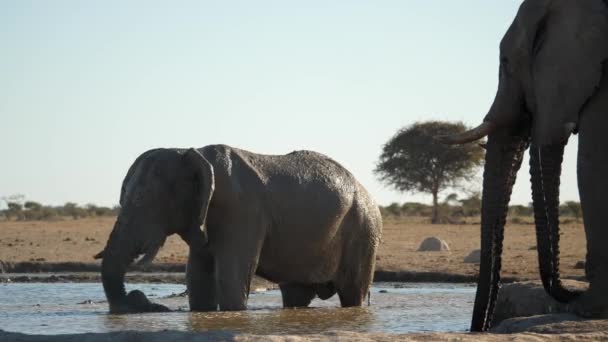 Slow Motion Large Bull Elephant Stands Waterhole Sprays Mud His — Stock Video