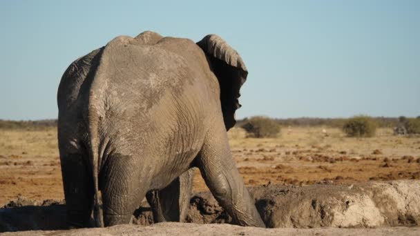 Slow Motion Single Bull Elephant Standing Mud Pool Sprays Mud — Stock Video