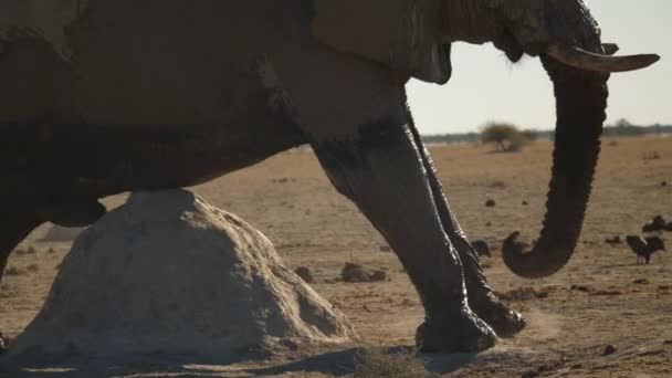 Close Bull Elephant Scratches Muddy Itchy Belly Rock Anthill While — Stock Video