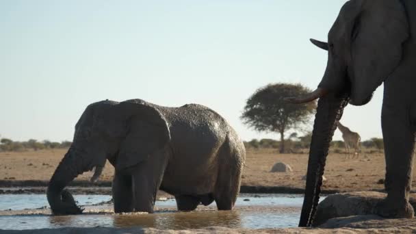 Bull Elephant Standing Water Covers Himself Mud Using Trunk Other — Stock Video