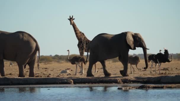 Nxai Pan National Park Botswana Två Elefanter Vaktar Flodstranden Giraff — Stockvideo