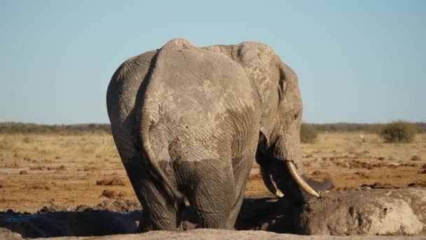 African Elephant Rests Head Sandbank Kicks Front Leg Splash Mud — Stock Video