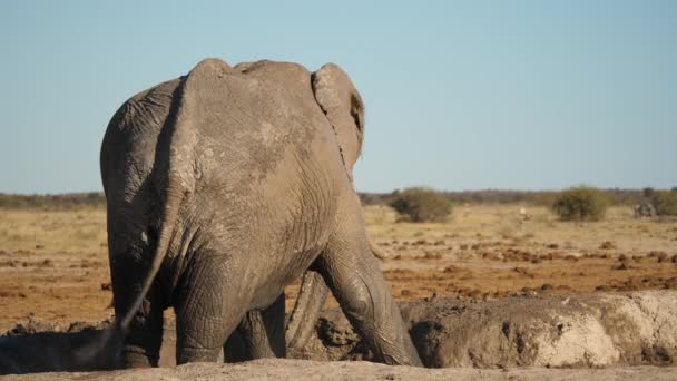 Visão Traseira Elefante Borrifando Lama Sobre Suas Costas Com Seu — Vídeo de Stock