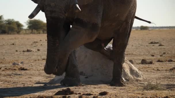 Nxai Pan National Park Botswana Elephant Scratches Itchy Part His — Stock Video