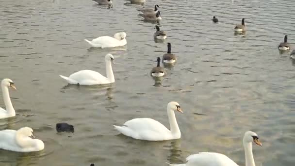 Chew Valley Somerset イギリス12月30 2019 さまざまな種類の水鳥が噛む谷貯水池で泳いでいます — ストック動画