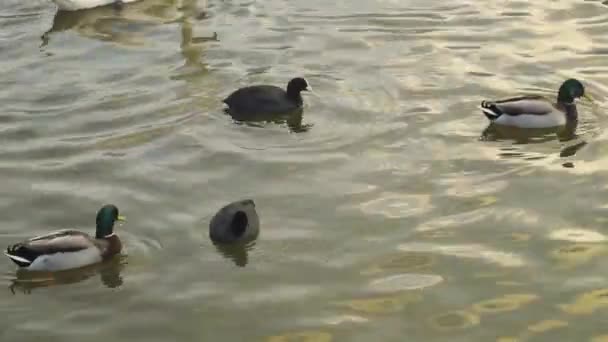 Chew Valley Somerset Reino Unido Diciembre 2019 Aves Coot Fulica — Vídeo de stock