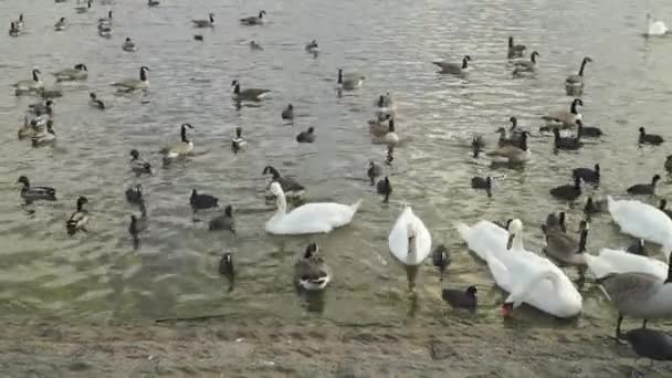 Chew Valley Somerset Spojené Království Prosince 2019 Různé Druhy Vodních — Stock video