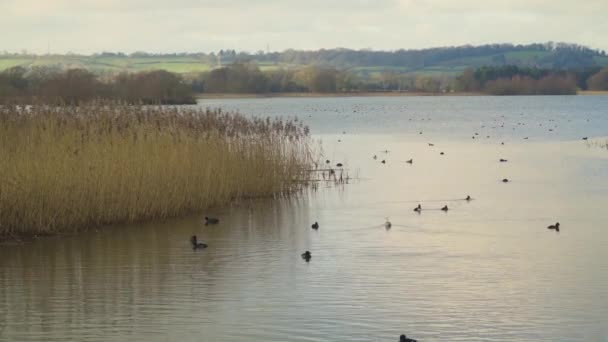 Chew Valley Somerset United Kingdom Грудня 2019 Зимовий Пейзаж Водосховищі — стокове відео