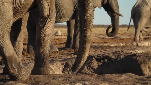 Три Слона Грязевая Ванна Сухой Саванне Низкоугольный Статический Выстрел — стоковое видео