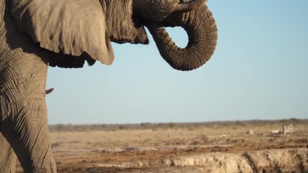 Zpomalit Africký Slon Pití Vodní Díry Suché Savany Naklonit — Stock video